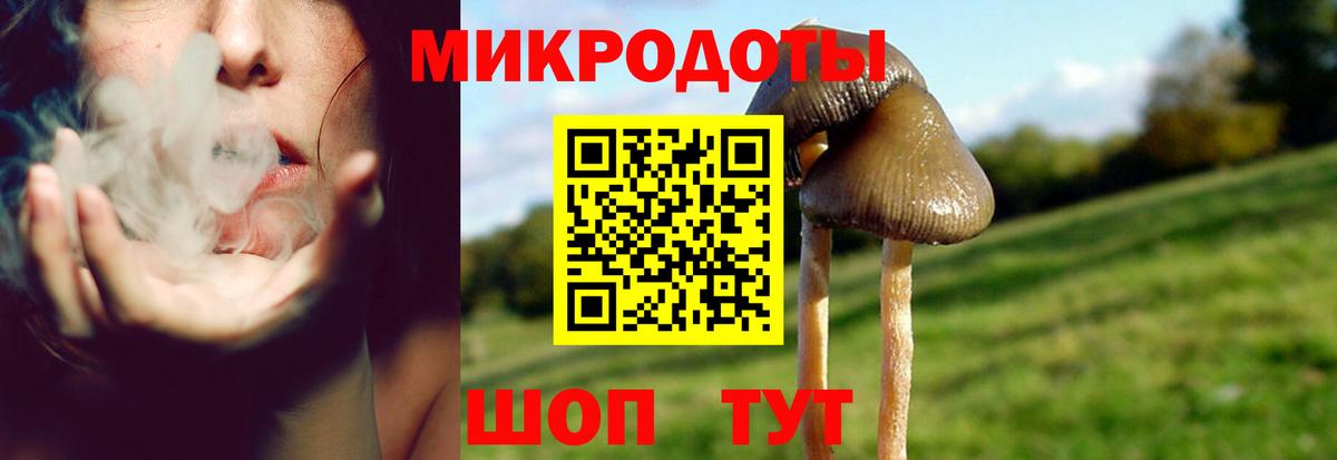 Псилоцибиновые грибы Psilocybe Кыштым